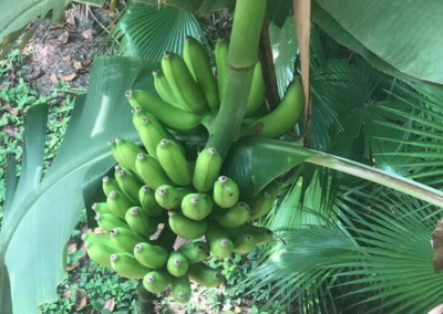 Bananas Grow on Trees!